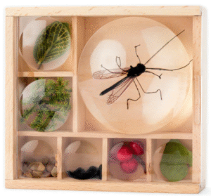 Kikkerland My Little Museum